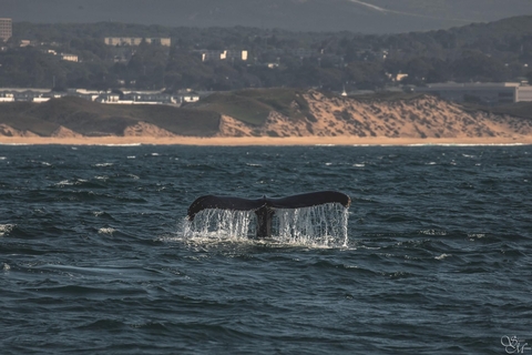 Discovery Whale Watch