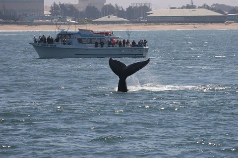 Chris' Whale Watching