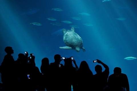 Monterey Bay Aquarium